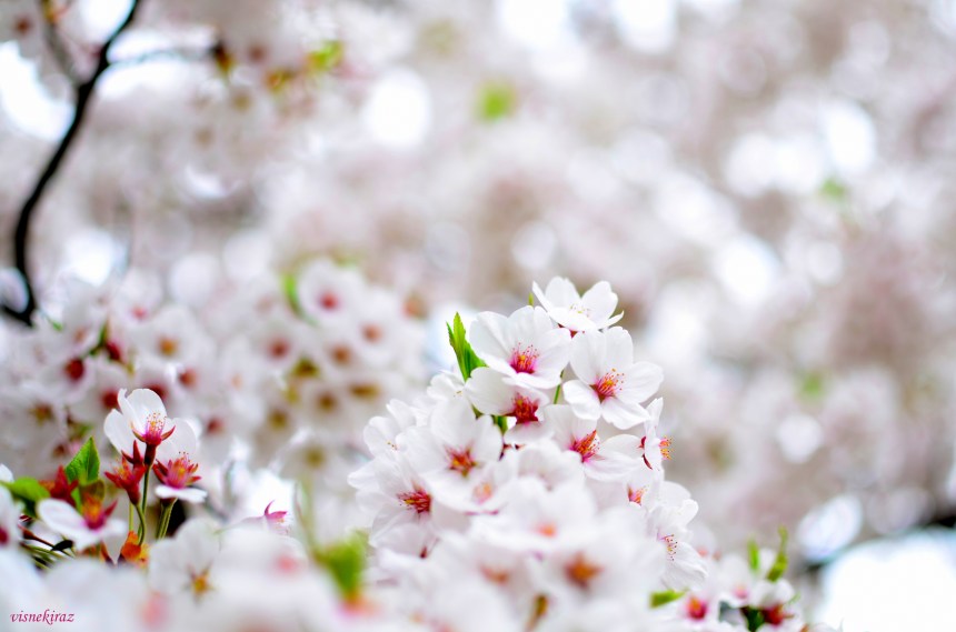 Sakura, Kakunodate/Japonya